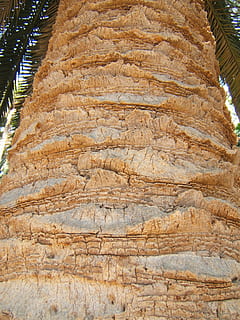 Kofferraum, Palme, Textur, groß, Kurve, keine Leute, Natur, Tag, Nahansicht, draußen, Muster, texturiert, Flachwinkelansicht, Rau, braun, Hintergründe, Pflanze, Baum, Rock, solide, Holz - Material, Vollbild, Geologie, Land, 1080P, CC0, gemeinfrei, lizenzfrei