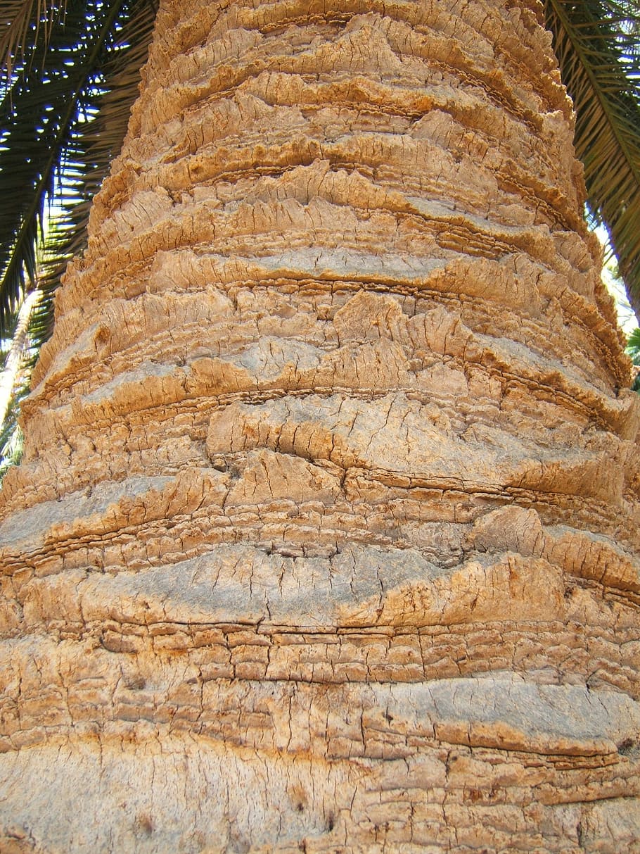Kofferraum, Palme, Textur, groß, Kurve, keine Leute, Natur, Tag, Nahansicht, draußen, Muster, texturiert, Flachwinkelansicht, Rau, braun, Hintergründe, Pflanze, Baum, Rock, solide, Holz - Material, Vollbild, Geologie, Land, 1080P