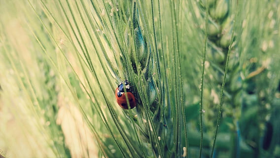 menkė ant kviečių, raudonasis ladybug, Boružė, kvieciai, ladybird, pobūdį, augalų, žalia spalva, vasara, žolė, makro, Iš arti, lauke, raudona, pievos, grožis gamtoje, gėlė, sezoną, vienas gyvūnas, gyvūnų temos, augimą, gyvūnams, vabalas, vabzdys, bestuburiai, gyvūnas, atrankinis dėmesys, gyvūnų gyvūnija, dieną, nėra žmonių, pasėlių, grūdiniai augalai, Žemdirbystė, 2K, CC0, Viešasis domenas, nemokamai