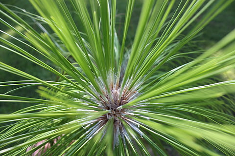 longleaf fyrretræ, fyrretræ, Longleaf, Skov, naturlig, nåletræ, økologi, levested, bevarelse, plante, vækst, skønhed i naturen, grøn farve, tæt på, friskhed, blomst, natur, ingen mennesker, dag, blomstrende plante, skrøbelighed, sårbarhed, fuld ramme, udendørs, ro, fokus på forgrunden, blad, plante del, baggrunde, blomsterhoved, nål - plante del, mælkebøtte frø, strittende, 4K, CC0, offentligt domæne, royaltyfrie