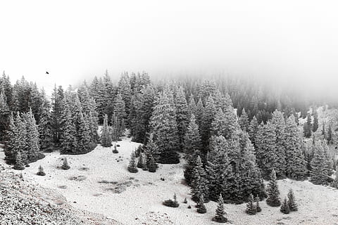 ป่าหิมะ, การถ่ายภาพ pinetrees, ภูเขา, ต้นไม้, ฤดูหนาว, หิมะ, น้ำแข็ง, ปลูก, ที่ดิน, ป่า, ต้นสน, ต้นไม้ต้นสน, อุณหภูมิเย็น, ธรรมชาติ, ความเงียบสงบ, Scenics - ธรรมชาติ, ความงามในธรรมชาติ, ฉากที่เงียบสงบ, สิ่งแวดล้อม, ภูมิประเทศ, ไม่มีคน, Pinaceae, วัน, ป่าสน, ป่าไม้, ต้นไม้เขียวชอุ่ม, หิมะตก, 8K, CC0, โดเมนสาธารณะ, ค่าลิขสิทธิ์ฟรี