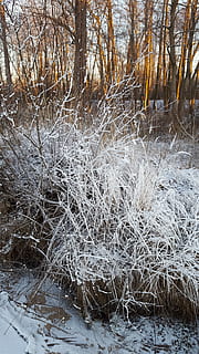 Ast, Winter, Bäume, kalt, Frost, Natur, Weiß, zing, die Büsche, kalte Temperatur, Schnee, Baum, Pflanze, Land, Wald, gefroren, Ruhe, keine Leute, Tag, Nicht-städtische Szene, Kofferraum, Baumstamm, weiße Farbe, kahler Baum, Szenen - Natur, draußen, Eis, tote Pflanze, 5K, CC0, gemeinfrei, lizenzfrei