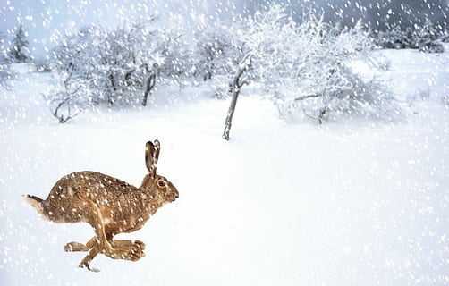 haas, hivern, naturalesa, animals, neu, fred, gelades, congelat, zing, arbre, temperatura de fred, animal, temes d'animals, un animal, fauna animal, animals a la natura, cap gent, nevar, planta, vertebrats, a l'aire lliure, dia, bellesa a la natura, bosc, terra, clima extrem, vent de neu, 4K, CC0, domini públic, lliure de regalies