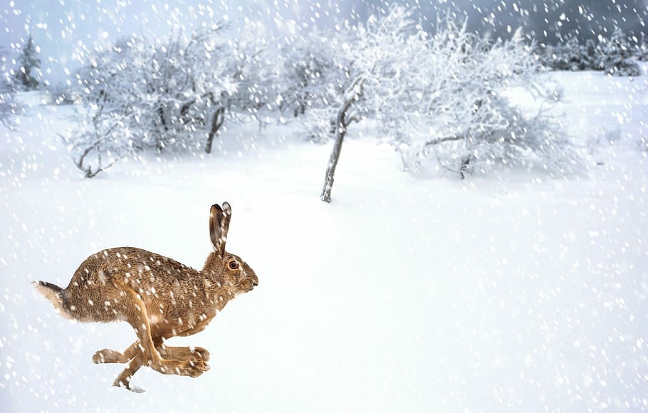 haas, hivern, naturalesa, animals, neu, fred, gelades, congelat, zing, arbre, temperatura de fred, animal, temes d'animals, un animal, fauna animal, animals a la natura, cap gent, nevar, planta, vertebrats, a l'aire lliure, dia, bellesa a la natura, bosc, terra, clima extrem, vent de neu, 4K