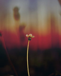 floare de petale albe, floare albă petaled, leacul, margaretă, tijă, floare, natură, plantă, a închide, vară, în aer liber, luncă, primăvară, frumusețe în natură, sezon, camp, galben, Culoarea verde, cap de floare, fragilitate, să se concentreze asupra primelor elemente, creştere, petală, planta cu flori, vulnerabilitate, prospeţime, inflorescenţă, nici o persoana, selectiv, plante stem, zi, roșu, polen, 4K, CC0, domeniu public, fără drepturi de autor