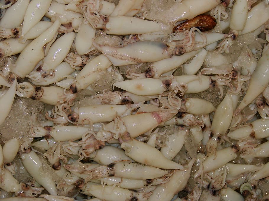 calamars, mercat, peix, menjar i beguda, menjar, marc complet, frescor, fons, benestar, alimentació saludable, cap gent, marisc, natura morta, primer pla, a l'interior, abundància, aliments crus, carn, gran grup d'objectes, vista d’angle alt, directament a sobre, dia, temptació, berenar, 2K