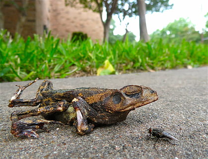 rospo, volare, roadkill, morto, rana, anfibio, animale, macabro, strano, temi animali, un animale, giorno, concentrarsi sulle conoscenze acquisite, fauna selvatica, animali allo stato selvatico, nessuno, natura, avvicinamento, pianta, vertebrato, all'aperto, colore verde, albero, rettile, tartaruga, erba, 2K, CC0, dominio pubblico, privo di copyright