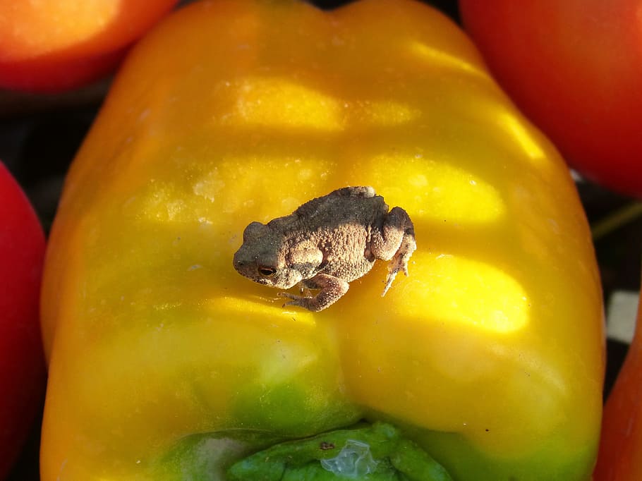 gripau, verdures, petit, bufo bufo, sapito, batraci, menjar, menjar i beguda, primer pla, alimentació saludable, fruita, groc, cap gent, benestar, frescor, vegetals, vermell, centrar-se en primer pla, a l'interior, pebre, dia, natura morta, animal, fruita de poma, temes d'animals, orgànic, 2K