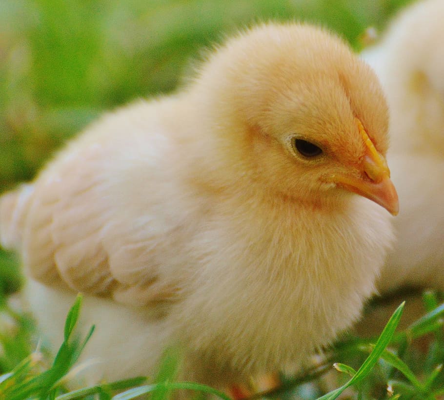 primer pla, foto, groc, pollastre de pollastre, pollets, pollastre, petit, aus de corral, animal jove, fluff, jove, prat, bonic, pollastres, Pasqua, primavera, ocell, temes d'animals, animal, vertebrats, ocell jove, animals domèstics, bestiar, pollastre - ocell, mascotes, nacional, un animal, pollastre infantil, naturalesa, cap gent, mamífer, centrar-se en primer pla, planta, dia, 2K