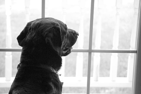 grijswaardenfotografie, volwassen, zwart, labrador retriever, zittend, volgende, venster, kort, bedekt, hond, doorkijken, missend, aan het kijken, aan het wachten, op zoek, toewijding, Vaarwel, huisdieren, één dier, binnenshuis, dierlijke thema's, huiselijk, dier, hoektand, zoogdier, gewerveld, glas - materiaal, transparant, geen mensen, dag, interieur, wegkijken, door het raam kijken, dierenkop, 4K, CC0, publiek domein, royaltyvrij