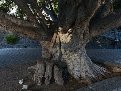 foto, árbol, gris, piso de ladrillo, Iniciar sesión, tribu, grande, masivo, árbol de laurel, azores-laurel, laurel canario, laurus azorica, persea azorica, invernadero de laurel, lauráceas, masca, tenerife, planta, tronco de arbol, el maletero, naturaleza, día, nadie, crecimiento, al aire libre, belleza en la naturaleza, tierra, tranquilidad, raíz, ambiente, bosque, campo, rama, arquitectura, luz del sol, sólido, 4K, CC0, dominio público, libre de derechos