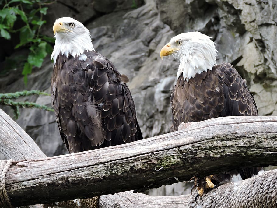kaksi, ruskean ja valkoisen kotkan puolella, Eagles, lintu, kotka, kalju, villieläimet, amerikkalainen, dom, majesteettinen, eläin, petolintu, eläimiä, eläinten teemoja, eläinten villieläimet, selkärankainen, kalju kotka, perching, kotka - lintu, ryhmä eläimiä, puu, ei ihmisiä, luonto, puu - materiaali, päivä, kaksi eläintä, keskittyä etualalle, ulkona, nokka, 4K