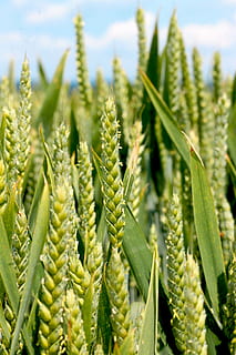 Weizen, Natur, epi, Kornfeld, Sommer-, Felder, Landwirtschaft, Getreide, Weizenfelder, Wachstum, Ernte, Pflanze, Getreidepflanze, grüne Farbe, Feld, ländliche Szene, Bauernhof, Landschaft, Land, Nahansicht, Schönheit in der Natur, keine Leute, Tag, Blatt, Umgebung, Pflanzenstamm, draußen, 4K, CC0, gemeinfrei, lizenzfrei