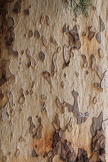 tronco d'albero, modello, Scorza, albero, tronco, abbaiare, sfondi, vecchio, Marrone, strutturato, avvicinamento, nessuno, cibo e bevande, Impasto, legno - materiale, freschezza, fotogramma intero, cibo, al forno, in casa, natura morta, giorno, direttamente sopra, biscotto, natura, 4K, CC0, dominio pubblico, privo di copyright