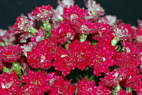 Rosa, gotes, flor, gerds, vermell, aigua, brilli, macro, primer pla, planta, verd, naturalesa, humit, pluja, tassa, els pètals, fons, frescor, tirar, cap gent, creixement, bellesa a la natura, vulnerabilitat, fragilitat, menjar i beguda, inflorescència, pètal, color rosa, cap de flor, gota de pluja, 4K, CC0, domini públic, lliure de regalies