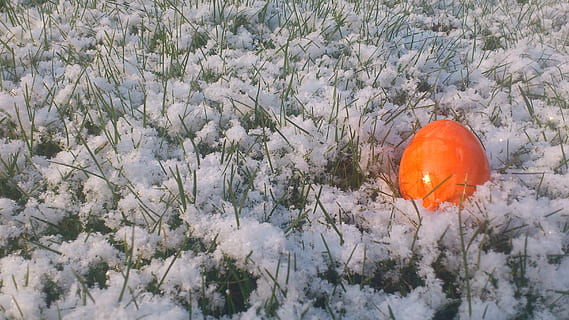 stormloop, vorst, paasei, fabriek, groei, natuur, boom, schoonheid in de natuur, geen mensen, Oranje kleur, dag, breekbaarheid, voedsel, versheid, bloem, kalmte, winter, bloeiende plant, land-, koude temperatuur, veld-, sneeuw, buitenshuis, 2K, CC0, publiek domein, royaltyvrij