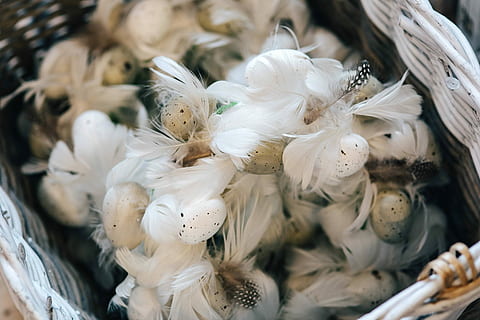 restaurant dinner table, decorated, quail eggs, feathers, Fancy, restaurant, dinner, table, white, elegant, eggs, decoration, opulent, posh, quail, animal, food, close-up, no people, large group of animals, day, animal themes, indoors, white color, food and drink, high angle view, freshness, selective focus, focus on foreground, vegetable, still life, market, retail, chicken - bird, livestock, bird, nature, feather, softness, 4K
