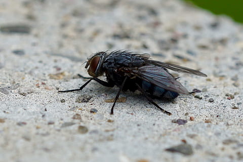 fliegen, Natur, Insekt, Makro, Tier, Nahansicht, Stubenfliege, Pest, Tierwelt, ein Tier, Tierthemen, Tiere in freier Wildbahn, Tag, wirbellos, selektiver Fokus, Tierflügel, keine Leute, draußen, schwarze Farbe, texturiert, in voller Länge, Tierkörperteil, 1080P, CC0, gemeinfrei, lizenzfrei