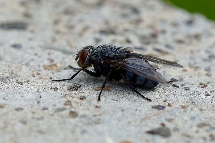 fliegen, Natur, Insekt, Makro, Tier, Nahansicht, Stubenfliege, Pest, Tierwelt, ein Tier, Tierthemen, Tiere in freier Wildbahn, Tag, wirbellos, selektiver Fokus, Tierflügel, keine Leute, draußen, schwarze Farbe, texturiert, in voller Länge, Tierkörperteil, 1080P