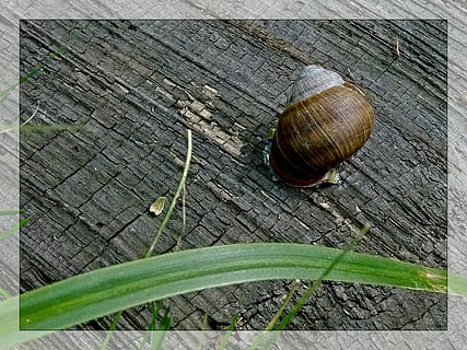 escargot, conque, macro, herbe, la nature, planche, drap, vieux bois, la faune des animaux, animal, mollusque, gastéropode, invertébré, thèmes animaux, coquille, un animal, animaux à l'état sauvage, fermer, personne, filtre de post-production automatique, journée, coquille animale, transfert d'impression, vue grand angle, en plein air, plante, rampant, 2K, CC0, domaine public, libre de droits