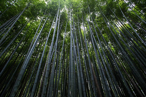 low, angle photo, green, tress, daytime, low angle, photo, trees, forest, nature, tree, bamboo - Plant, green Color, leaf, plant, branch, summer, lush Foliage, outdoors, tropical Climate, growth, backgrounds, tropical Rainforest, tall - high, bamboo grove, low angle view, bamboo, land, full frame, no people, beauty in nature, tranquility, scenics - nature, day, 5K, CC0, public domain, royalty free