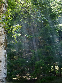 sole, fascio, foresta, rami, natura, albero, pianta, all'aperto, giorno, nessuno, crescita, bellezza nella natura, terra, colore verde, la tranquillità, luce del sole, acqua, scenics - natura, scena tranquilla, ramo, scena non urbana, raggio di sole, 720P, CC0, dominio pubblico, privo di copyright