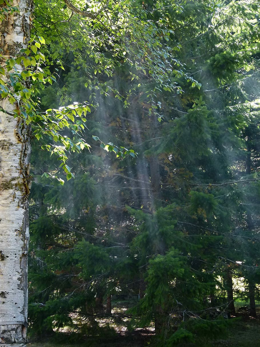 sole, fascio, foresta, rami, natura, albero, pianta, all'aperto, giorno, nessuno, crescita, bellezza nella natura, terra, colore verde, la tranquillità, luce del sole, acqua, scenics - natura, scena tranquilla, ramo, scena non urbana, raggio di sole, 720P