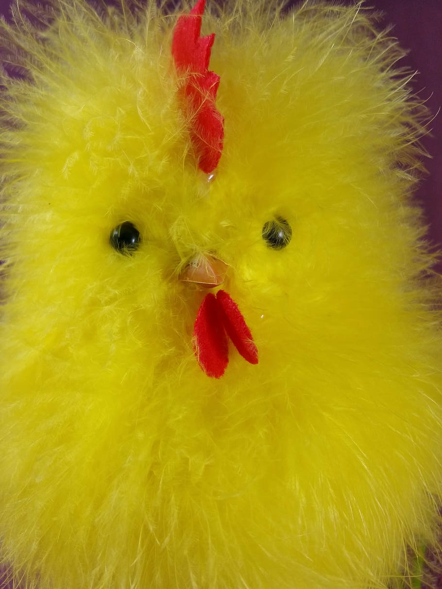 Pasqua, pulcini, pollo, Hahn, carina, giallo, rappresentazione, pollo - uccello, nessuno, avvicinamento, in casa, uccello, rappresentazione animale, creatività, giocattolo, giovane uccello, celebrazione, arte e artigianato, vacanza, bestiame, pollo bambino, pupazzo di pezza, rosso, vertebrato, animale, 4K