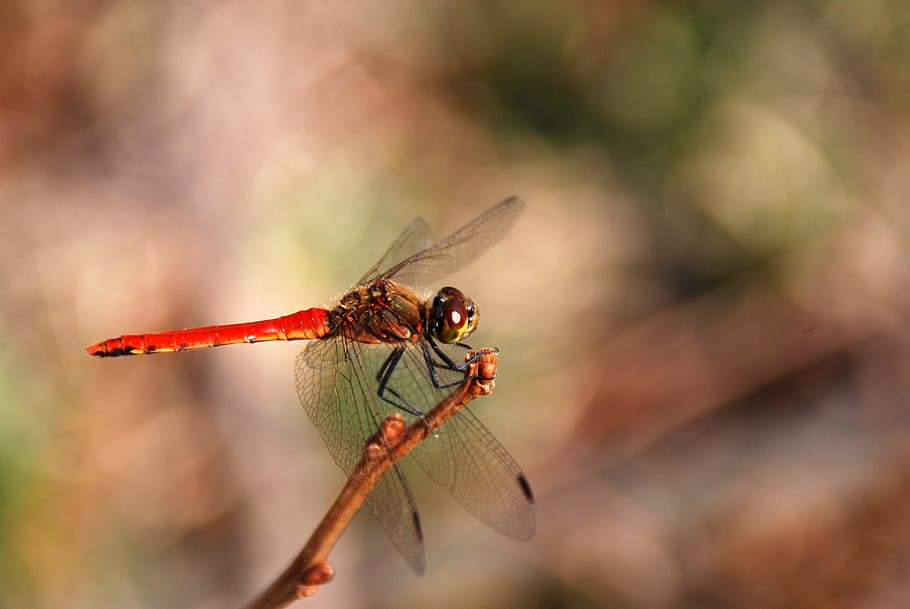 libèl·lula, insecte, error, naturalesa, animal, vida salvatge, ala, estiu, vermell, temes d'animals, invertebrat, fauna animal, un animal, ala dels animals, primer pla, animals a la natura, macro, a l'aire lliure, centrar-se en primer pla, planta, part del cos dels animals, longitud completa, cap gent, vista lateral, dia, ampliació, condició natural, 4K