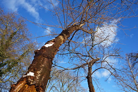 arbre, tronc, escorça, arbre superior, elevant, branques nues, arbre caducifoli, arbre d’hivern, cels blaus, arribant al cel, cel, tronc de l'arbre, branca, vista d’angle baix, naturalesa, planta, arbre nu, dia, cap gent, tranquil·litat, a l'aire lliure, núvol - cel, blau, llum solar, alta - alta, arquitectura, bellesa a la natura, creixement, 4K, CC0, domini públic, lliure de regalies