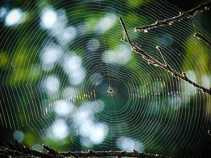 schließen, Foto, Spinnennetz, Netz, Spinne, Baum, Falle, Natur, Design, Muster, natürlich, Faden, Spinnentier, die Seide, Morgen, Tau, Textur, Garten, hartbeespoort, Südafrika, Zerbrechlichkeit, Verletzlichkeit, Nahansicht, keine Leute, Fokus auf den Vordergrund, Schönheit in der Natur, Komplexität, natürliches Muster, draußen, Tag, Pflanze, fallen, Tier, Wasser, nass, 2K, CC0, gemeinfrei, lizenzfrei
