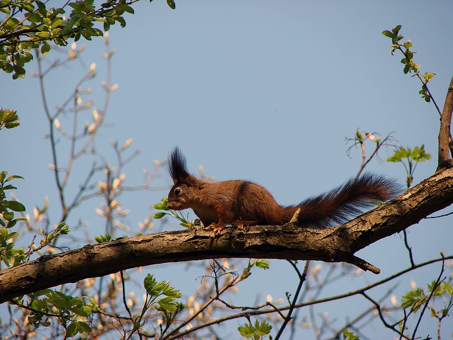 esquirol, bosc, vermell, rosegador, mamífer, animal, temes d'animals, branca, arbre, fauna animal, planta, vertebrats, animals a la natura, un animal, naturalesa, cap gent, vista d’angle baix, cel, dia, ocell, cel clar, llum solar, a l'aire lliure, 2K