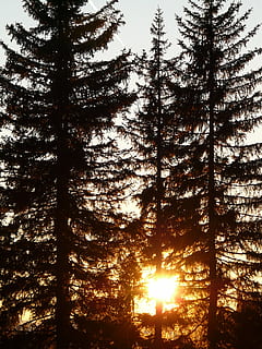 Skov, træ, sol, baglygte, træstammer, humør, romantik, solnedgang, atmosfærisk, mystik, mystisk, magi, log, gran, fir skov, plante, ro, skønhed i naturen, himmel, natur, rolig scene, jord, vækst, scenics - natur, ingen mennesker, bagagerum, sollys, træstamme, ikke-urbane scene, lav vinkel visning, silhuet, udendørs, nåletræ, fyrretræ, fyrreskov, 2K, CC0, offentligt domæne, royaltyfrie
