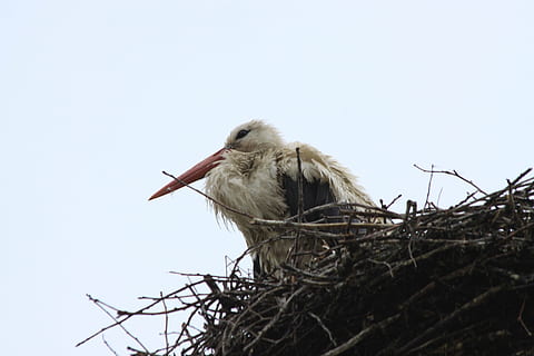 stork, bird, socket, animal Nest, wildlife, animal, white Stork, beak, nature, animal themes, vertebrate, animals in the wild, animal wildlife, sky, one animal, clear sky, low angle view, no people, day, branch, perching, outdoors, copy space, animal family, 4K, CC0, public domain, royalty free