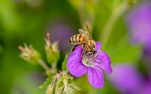black, yellow, honey bee, purple, flower, hoverfly, dung fly, insect, nectar search, collect nectar, blossom, bloom, animal, flowering plant, animal themes, animal wildlife, beauty in nature, fragility, animals in the wild, petal, one animal, plant, vulnerability, close-up, invertebrate, flower head, freshness, bee, growth, pollination, no people, springtime, pollen, animal wing, 5K, CC0, public domain, royalty free