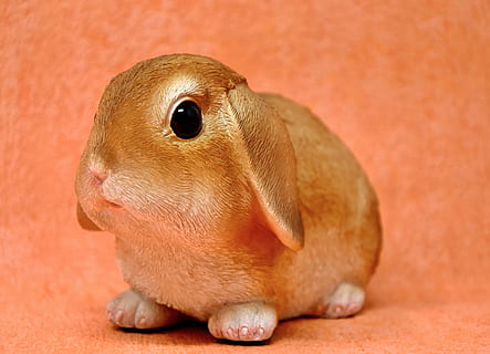 cavia marrone, Pasqua, coniglietto di Pasqua, primavera, figura, decorazione di Pasqua, buona Pasqua, biglietto d'auguri, testo dom, carina, decorazioni da tavola, figure di Pasqua, figure, vacanza, temi animali, animale, un animale, mammifero, fauna selvatica, avvicinamento, vertebrato, domestico, nessuno, animali domestici, Marrone, roditore, concentrarsi sulle conoscenze acquisite, colore arancione, parte del corpo animale, in casa, lunghezza intera, analizzare, cercare, guardare, testa di animale, baffo, erbivoro, occhio animale, 5K, CC0, dominio pubblico, privo di copyright
