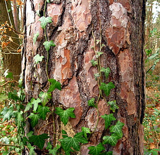 grøn, vinstokke, klatring, træstamme, dagtimerne, træ, log, bark, Skov, slyngplante, gammel, natur, struktur, nåletræ, fouling, vedbend, tekstureret, ru, træ - materiale, tæt på, dag, ingen mennesker, bagagerum, plante, vækst, plantebark, udendørs, fuld ramme, jord, mos, mønster, skønhed i naturen, baggrunde, lichen, 1080P, CC0, offentligt domæne, royaltyfrie