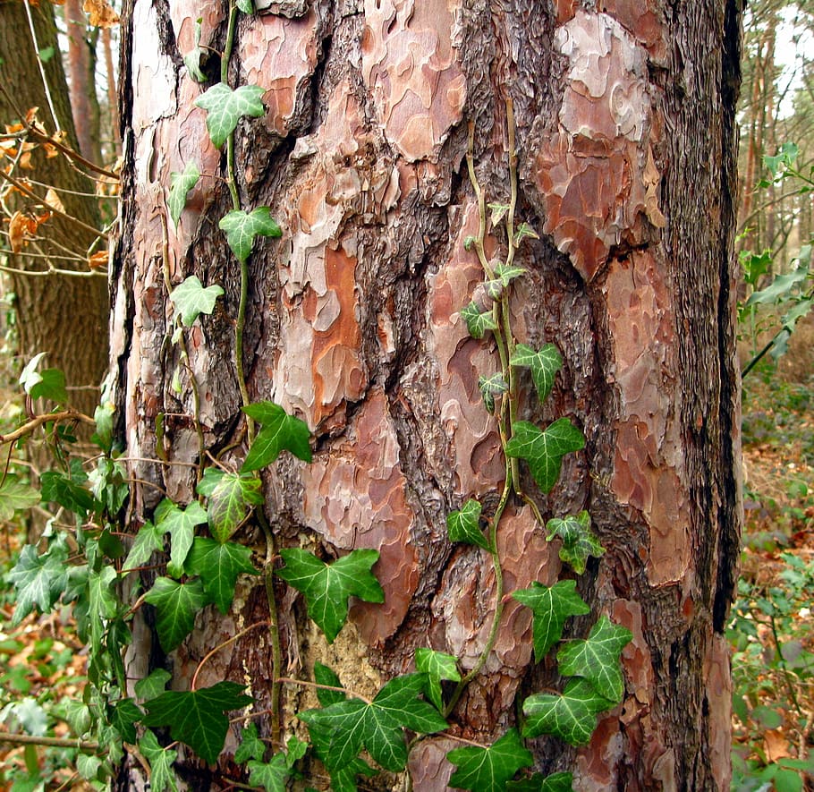 grøn, vinstokke, klatring, træstamme, dagtimerne, træ, log, bark, Skov, slyngplante, gammel, natur, struktur, nåletræ, fouling, vedbend, tekstureret, ru, træ - materiale, tæt på, dag, ingen mennesker, bagagerum, plante, vækst, plantebark, udendørs, fuld ramme, jord, mos, mønster, skønhed i naturen, baggrunde, lichen, 1080P