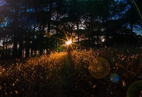 zonsondergang, bossen, achterlicht, Bos, achtergrond, bureaubladachtergrond, humeur, silhouet, grassen, schemer, bladeren, kleur, zonnestraal, verlichting, avondlucht, nagloed, abendstimmung, zon, Sardinië, romance, romantisch, ondergaande zon, natuur, landschap, bomen, weide, gouden, geel, contrast, lichtspel, reflectie, avond, oranje, reflecties, licht, idylle, fabriek, boom, Lens flare, land-, zonlicht, kalmte, schoonheid in de natuur, groei, geen mensen, veld-, rustige scène, hemel, scenics - natuur, buitenshuis, niet-stedelijke scène, streaming, 2K, CC0, publiek domein, royaltyvrij