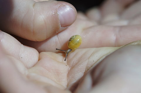 lumache striscianti, steinig, giallo, conchiglia, lentamente, mollusco, natura, vicino, rettile, animale, sonda, gastropoda, estate, lumaca, fauna, mano, mani, proteggere, bambino, naturalista, protezione ambientale, attento, responsabilità, accuratamente, conservare, mano umana, parte del corpo umano, parte del corpo, avvicinamento, dito, dito umano, una persona, messa a fuoco selettiva, un animale, detenzione, fauna selvatica, persona irriconoscibile, invertebrato, animali allo stato selvatico, giorno, piccolo, chiodo, 5K, CC0, dominio pubblico, privo di copyright