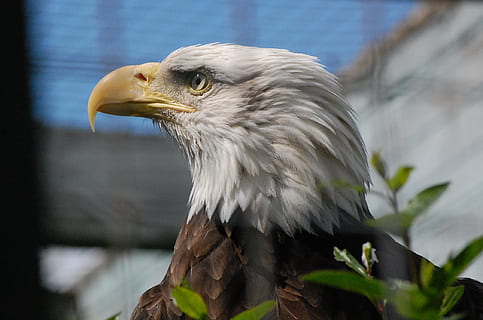 Vultur plesuv, pasăre, vultur, prădător, cuşcă, pasăre de pradă, animal, animale tematice, un animal, animale sălbatice, animale vertebrate, animale în sălbăticie, a închide, să se concentreze asupra primelor elemente, cioc, vulturul - pasăre, in cautarea, nici o persoana, uitându-se departe, zi, natură, partea corpului animalului, în aer liber, cap de animal, pui de somn, ochi de animale, 1080P, CC0, domeniu public, fără drepturi de autor
