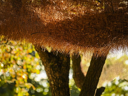 löv, granbarr, träd, växt, inget folk, närbild, natur, fokusera på förgrunden, tillväxt, dag, utomhus, Halmtak, skönhet i naturen, solljus, brun, trädstam, trunk, tak, landa, skydd, lugn, säkerhet, 1080P, CC0, offentligt domän, royaltyfria