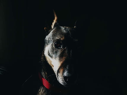 nero, Marrone, fotografia del cane, selettivo, fotografia a fuoco, abbronzatura, doberman pinscher, cane, animale domestico, Coller, drammatico, contrasto, un animale, canino, animali domestici, animale, temi animali, mammifero, domestico, sfondo nero, ritratto, vertebrato, parte del corpo animale, guardando la fotocamera, testa di animale, avvicinamento, girato in studio, in casa, nessuno, copia spazio, buio, occhio animale, piccolo, grugno, 2K, CC0, dominio pubblico, privo di copyright