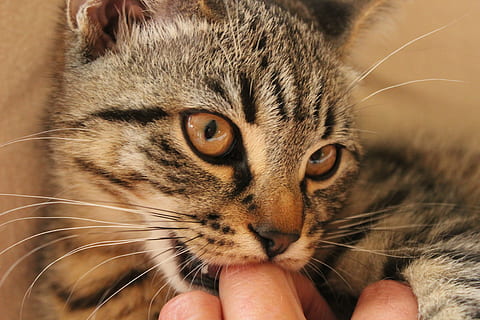 closeup, photo, brown, tabby, cat, nibble, domestic Cat, pets, animal, cute, kitten, feline, mammal, fur, one animal, human hand, human body part, domestic, body part, domestic animals, hand, close-up, whisker, one person, focus on foreground, animal body part, finger, animal eye, pet owner, care, 5K, CC0, public domain, royalty free