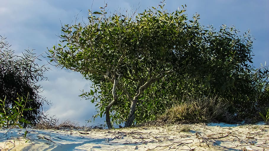 Baum, Sand, Dünen, Strand, Zypern, Pflanze, Natur, Himmel, Schönheit in der Natur, Wasser, Tag, Wachstum, keine Leute, Ruhe, Sonnenlicht, Land, draußen, grüne Farbe, Szenen - Natur, Nicht-städtische Szene, Schatten, ruhige Szene, 4K