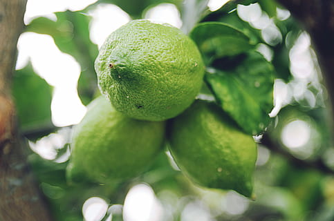 cerrar, foto, verde, agrios, Fruta, selectivo, fotografía de enfoque, frutas de guayaba, Lima, limón, limero, hoja, hojas, naturaleza, árbol, citru, vida, natural, Mandarina, crecimiento, alimentación saludable, comida y bebida, comida, color verde, frescura, planta, bienestar, de cerca, parte de la planta, día, nadie, Fruta cítrica, centrarse en primer plano, Árbol de frutas, al aire libre, inmaduro, maduro, 4K, CC0, dominio público, libre de derechos