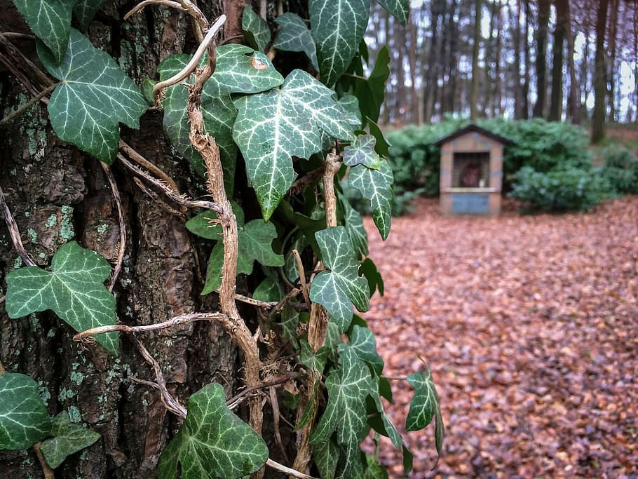 heura, arbre, escorça, bosc, registre, escalador, rànquing, fulles, estoc d'imatge, pietà, heiligenhäuschen, fulla d'heura, part de la planta, full, planta, creixement, naturalesa, dia, color verd, centrar-se en primer pla, cap gent, terra, primer pla, tronc de l'arbre, a l'aire lliure, bellesa a la natura, tronc, tranquil·litat, planta enredadera, camp, 2K