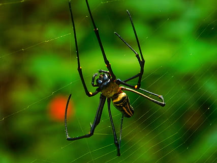 edderkopp, web, natur, insekt, virvelløse, dyre temaer, dyr i naturen, dyreliv, dyr, ett dyr, spindelvev, nærbilde, arachnid, leddyr, fokusere på forgrunnen, skjørhet, dyr bein, dyr kroppsdel, ingen folk, dag, utendørs, 4K, CC0, offentlig domene, opphavsrett gratis
