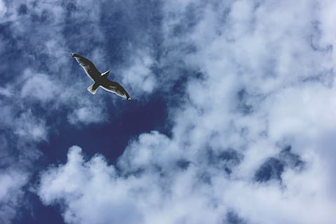fotografia, uccello, volante, cielo, Basso, fotografia ad angolo, nube, gabbiano, nuvoloso, volare, ala, a mezz'aria, volo, planata, mare, aria, Paradiso, animali allo stato selvatico, nuvola - cielo, Inquadratura dal basso, un animale, fauna selvatica, temi animali, vertebrato, ali spiegate, animale, mezz'aria, natura, bellezza nella natura, nessuno, giorno, all'aperto, movimento, blu, 2K, CC0, dominio pubblico, privo di copyright