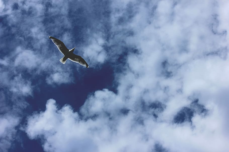 fotografia, uccello, volante, cielo, Basso, fotografia ad angolo, nube, gabbiano, nuvoloso, volare, ala, a mezz'aria, volo, planata, mare, aria, Paradiso, animali allo stato selvatico, nuvola - cielo, Inquadratura dal basso, un animale, fauna selvatica, temi animali, vertebrato, ali spiegate, animale, mezz'aria, natura, bellezza nella natura, nessuno, giorno, all'aperto, movimento, blu, 2K